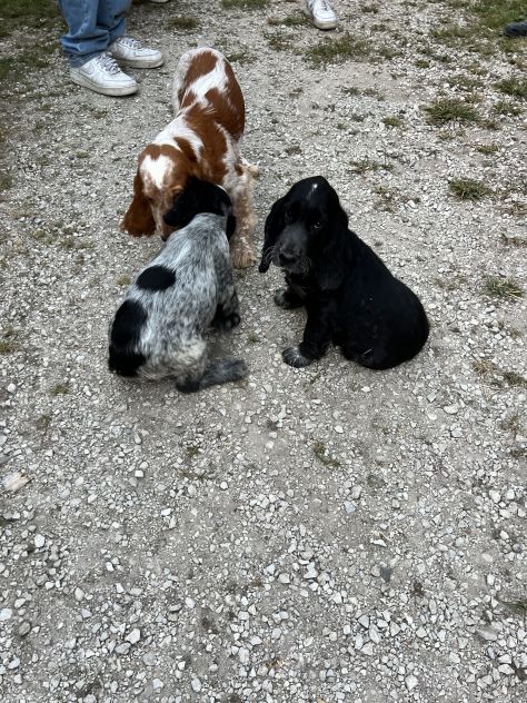 Cuccioli di Cocker Spaniel - Foto 7