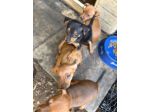 Cuccioli di Pinscher nano puri