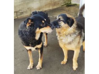 CANE IN ADOZIONE: CAFFE', taglia media.