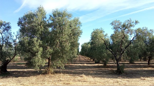 Ottimo oliveto a 5 km da Cerignola - Foto 3