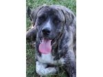 ZENO AMABILE E COCCOLONE: CANE IN ADOZIONE
