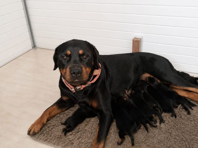 Cuccioli rottweiler - Foto 2