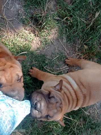 Shar Pei (cuccioli di SharPei) - Foto 8