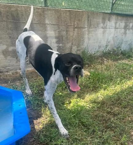 QUASAR POINTER AFFETTUOSO CANE IN ADOZIONE - Foto 3