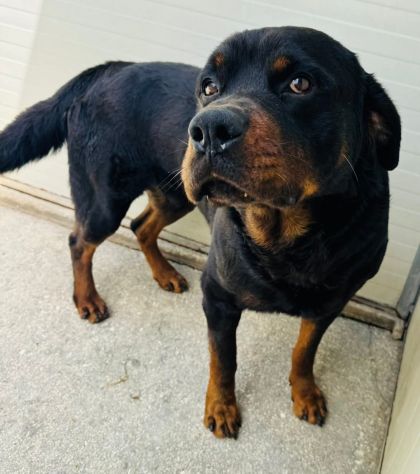 LUCKY ROTTWEILER 5 ANNI - Foto 2