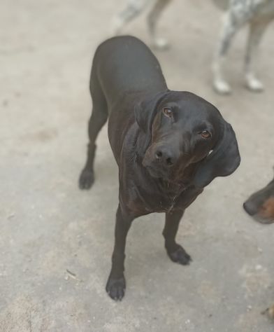 Giuditta - Foto 5