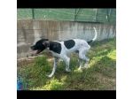 QUASAR POINTER AFFETTUOSO CANE IN ADOZIONE