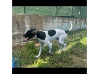QUASAR POINTER AFFETTUOSO CANE IN ADOZIONE