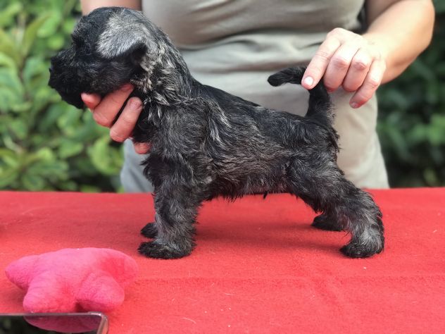 Cuccioli di Zwergschnauzer Pepe e sale - Foto 6