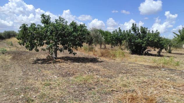 Terreno Agricolo - San Severo . Rif.: Cod. rif 3294216VCG - Foto 15