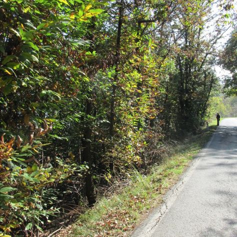 Terreno Boschivo - Foto 3
