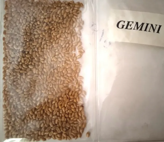 Campioni di Grano antico da semina - Foto 5