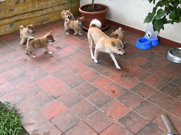 Cuccioli di Shiba Inu - Foto 4