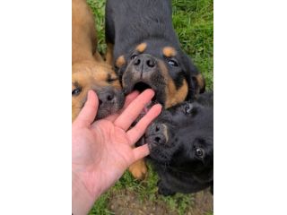 4 fantastici CUCCIOLI di 2 MESI E MEZZO! Tg MEDIO-GRANDE