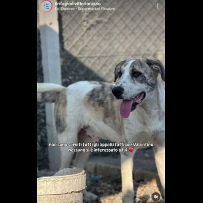 VALENTINO CUCCIOLONE IN ADOZIONE - Foto 3