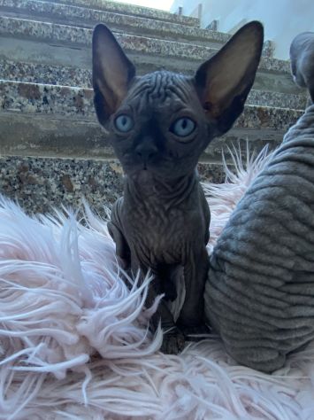 Gatti sphynx - Foto 2