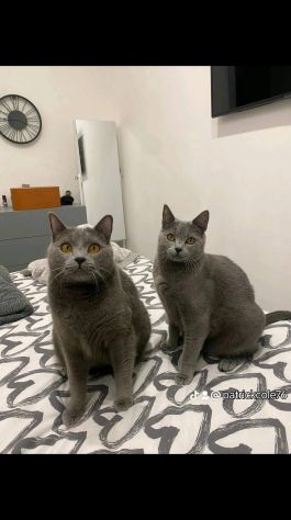Cuccioli di CERTOSINO PURISSIMI - Foto 4