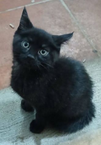 Noir gattino - Foto 2