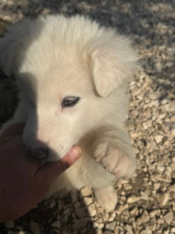 CUCCIOLE MAREMMANO 4 MESI SONO IN CANILE - Foto 2