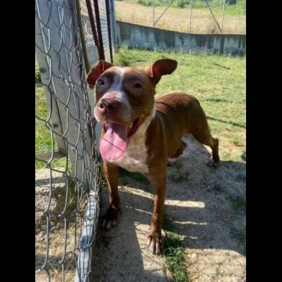 ZOE NON CE LA FA' PIÙ CANE IN ADOZIONE - Foto 5