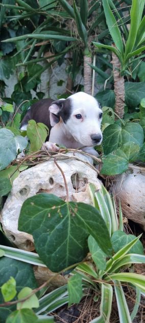 Cuccioli Allevamento Amstaff in Puglia Bari Lecce Taranto Brindisi Foggia - Foto 5
