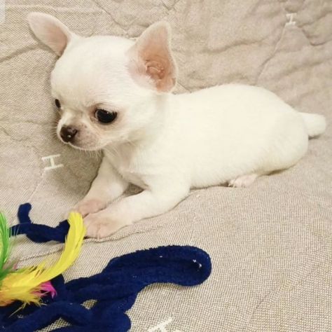 CHIHUAHUA TOY CUCCIOLI - pag agevoato - Foto 2
