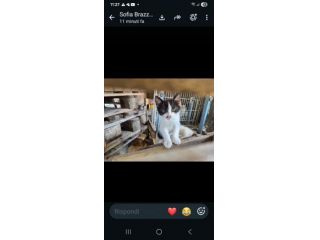 Cucciolo gatto