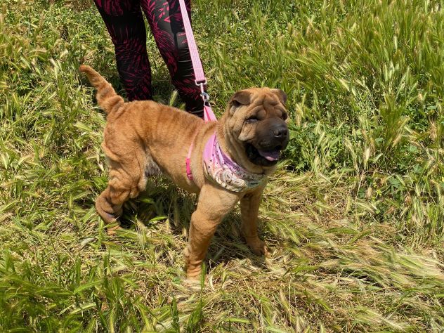 Anita cucciola di 1 anno e mezzo in adozione simil Sharpei - Foto 8