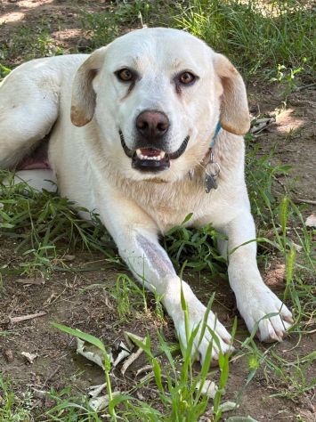 Bella labrador - Foto 2