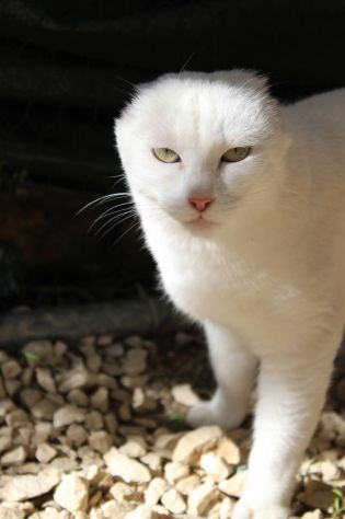 Meringa gattina , adozione del cuore