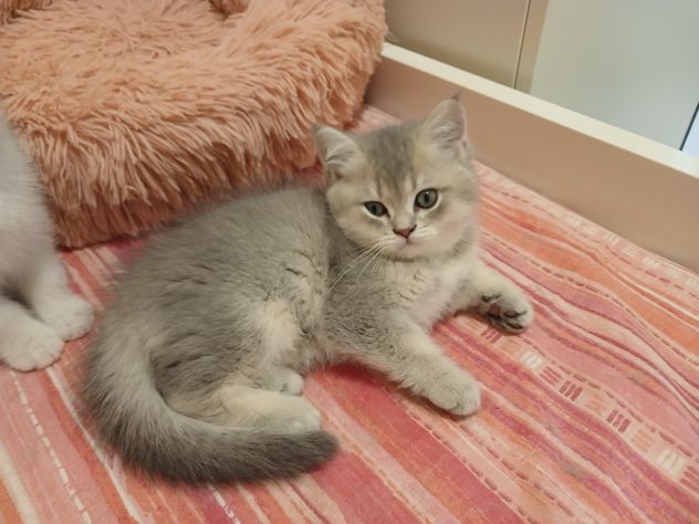 Cuccioli Straight/Fold - Foto 7