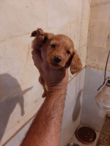 CUCCIOLI  COCKER SPANIEL FULVI - Foto 3