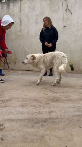 Ugo: 1 anno, taglia grande, socievole affettuoso - Foto 4