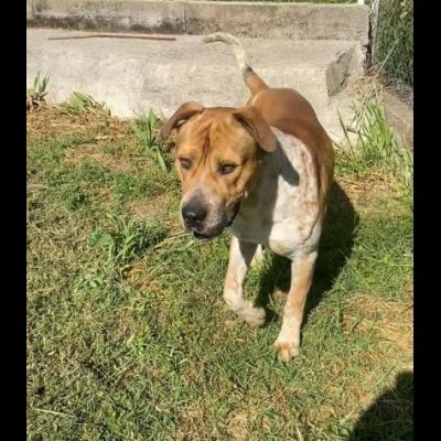 CASPER TRASFERITO E DIMENTICATO; CANE IN ADOZIONE - Foto 7