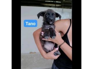 TANO, TURI, CETTA, MENA CUCCIOLI IN ADOZIONE