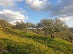 Uliveto in vendita a Lugnano in Teverina