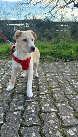 stupendo cucciolo taglia media - Foto 3