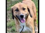 TENERA CAGNOLINA DA ADOTTARE
