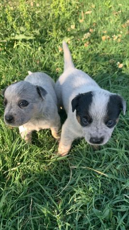 Splendidi cuccioli Australian Cattle Dog - Foto 5