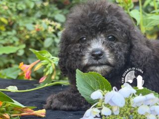 Cuccioli Barboncino Toy – Genitori Testati e Campioni
