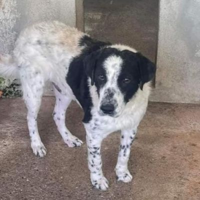 GIOBBE LO SGUARDO DELLA RASSEGNAZIONE. CAGNOLINO IN ADOZIONE - Foto 6