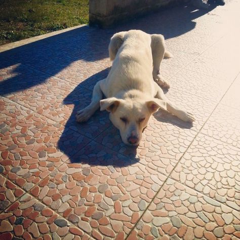 GIGI, labrador gigante - Foto 3