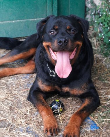 MURDOCK ROTTWEILER 7 ANNI - Foto 2