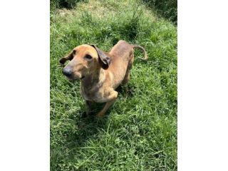 Artù segugio