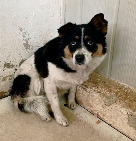 FLO' CAGNOLINA IN ADOZIONE - Foto 3