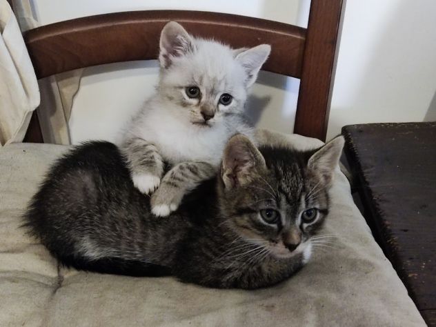 Bellissimi micetti in regalo - Foto 4