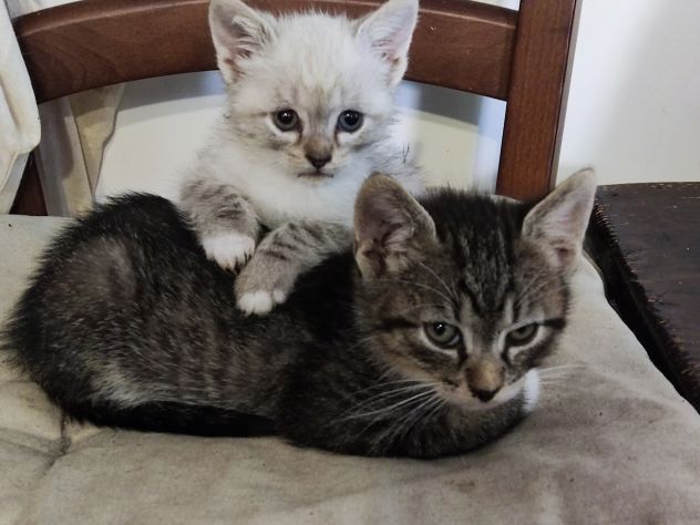 Bellissimi micetti in regalo - Foto 3