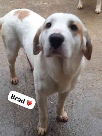 BRAD 3 ANNI TAGLIA GRANDE - Foto 2