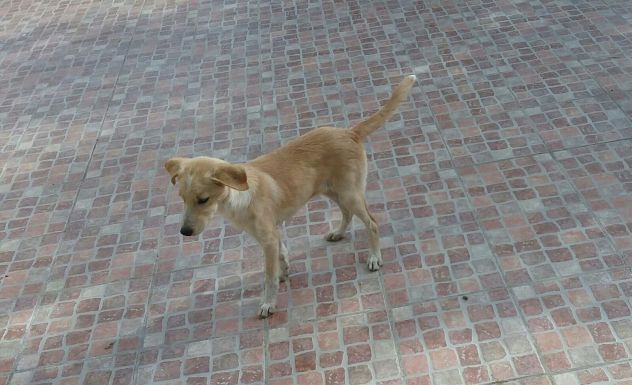 Due cagnoline dolci e affettuose mix labrador - Foto 4