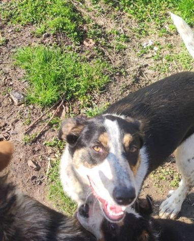 Kiki in adozione - Foto 6
